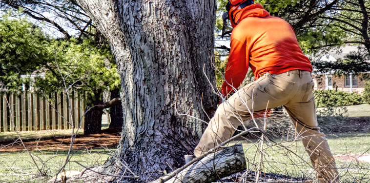 tree removal asheville