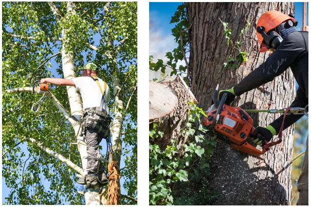 tree service asheville