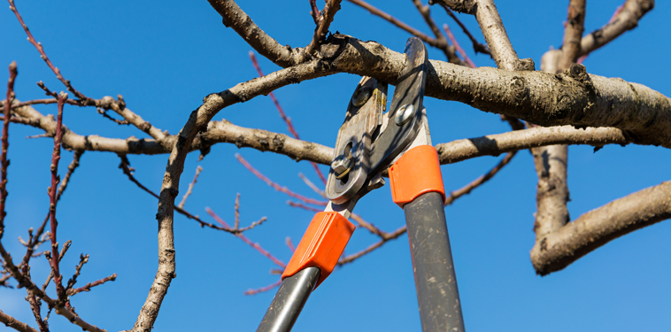 shrub pruning asheville