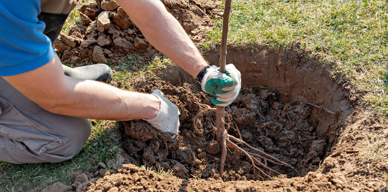 stump removal asheville